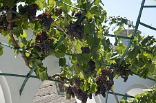 02_МраморныйДворик_виноград_01.JPG