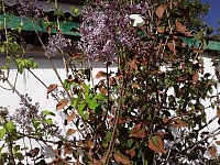 DSC_0003.jpg
